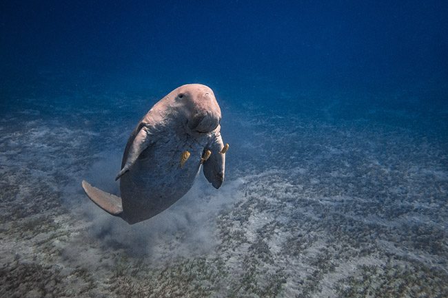 Abu-Dabbab-Marsa-Alam