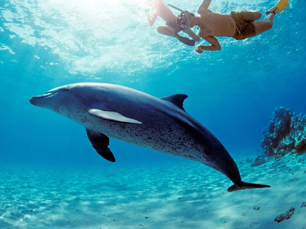 Sataya Dolphin Reef – mit Delfinen im Wasser