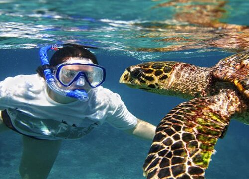 Schildkröten & Dugoung Schnorchel Ausflug Marsa Alam