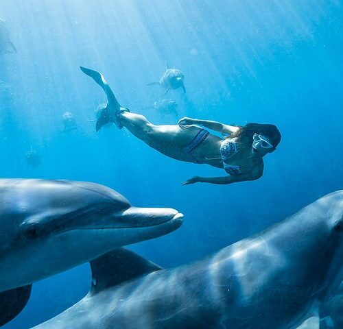 Schnorchelausflug am Sataya Dolphin Reef in Marsa Alam