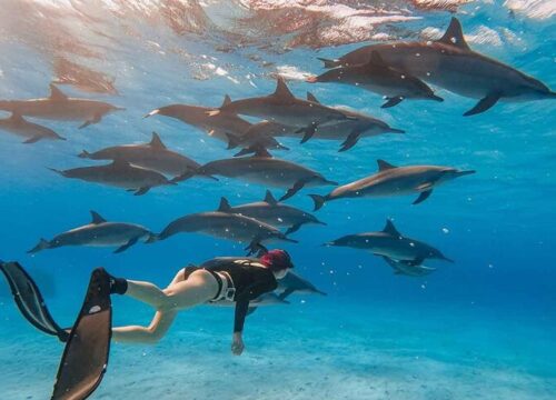 Tanz der Delfine in Hurghada – 2 Tage mit Übernachtung