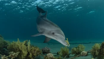 Delfinhaus Marsa Alam Abenteuer