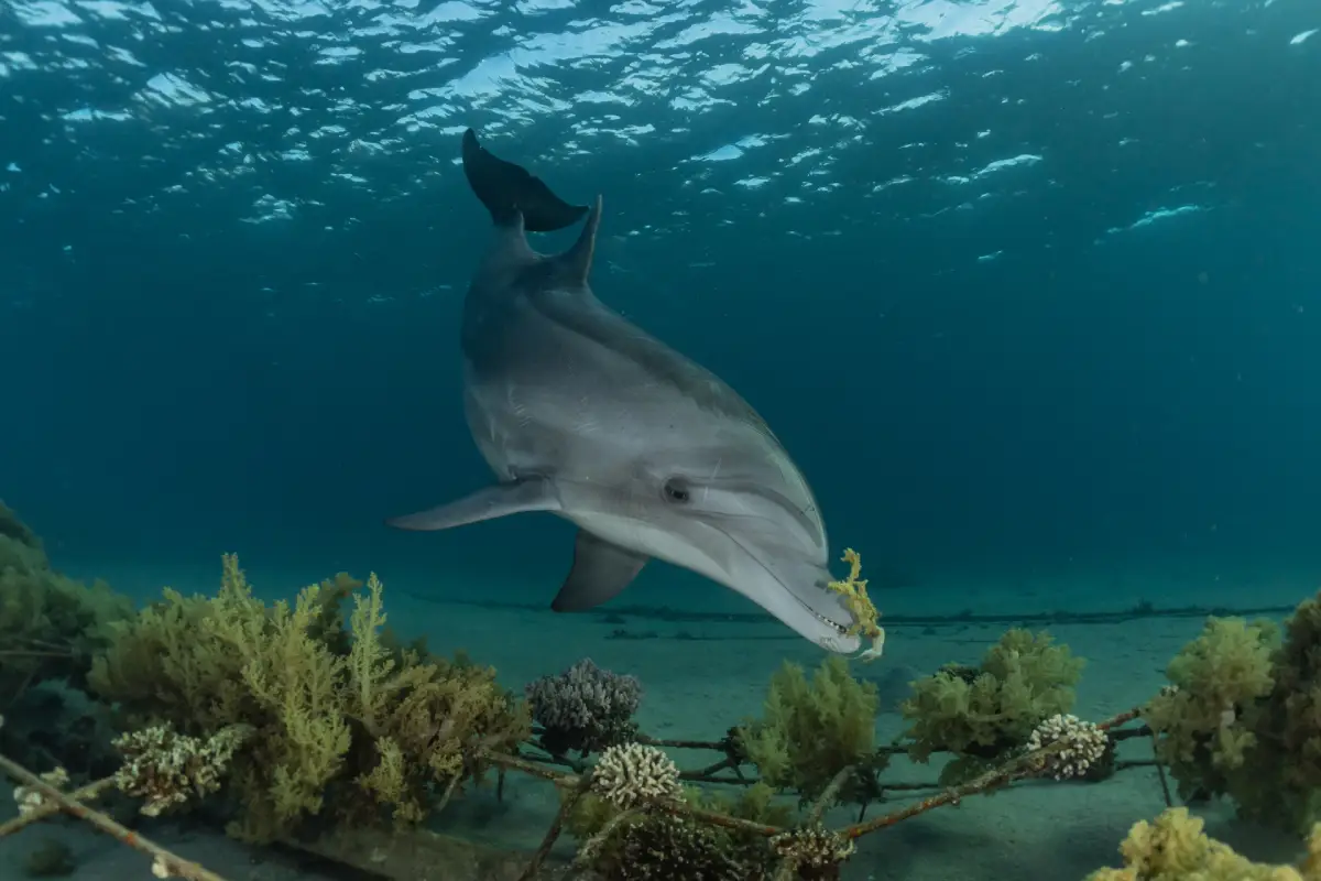 Delfinhaus Marsa Alam Abenteuer