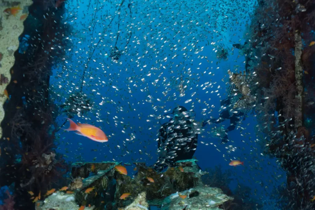 Fury Shoals – Das unberührte Korallenparadies